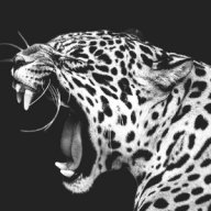 Masterjaw022